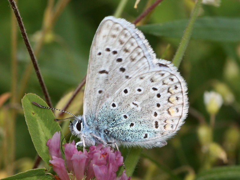 Polyommatus icarus